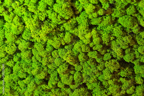 Texture of green decorative moss. Natural moss for interior design.