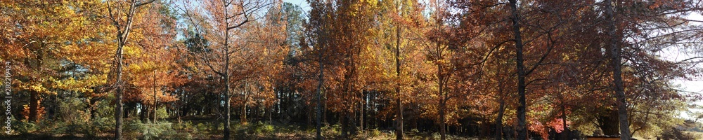Panoramic view of deciduous Autumn trees in a park of introduced European trees on an Autumn day in rural Victoria, Australia
