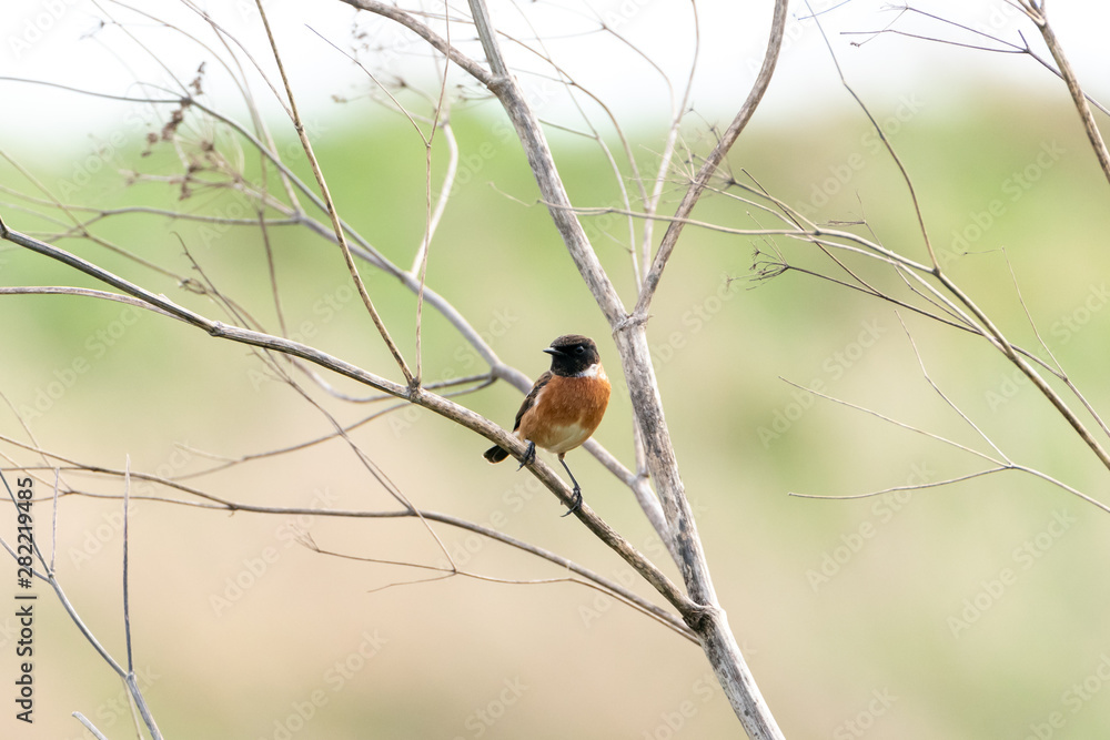Stonechat (Saxicola torquata), taken in the UK Stonechat (Saxicola torquata), taken in the UK