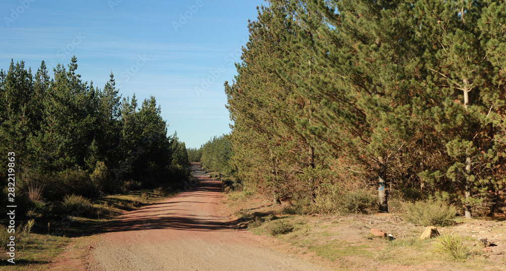 panoramic view of a red dirt road leading off into an old timber plantation forest land in rural Victoria, Australia panoramic view of a red dirt road leading off into an old timber plantation forest land in rural Victoria, Australia