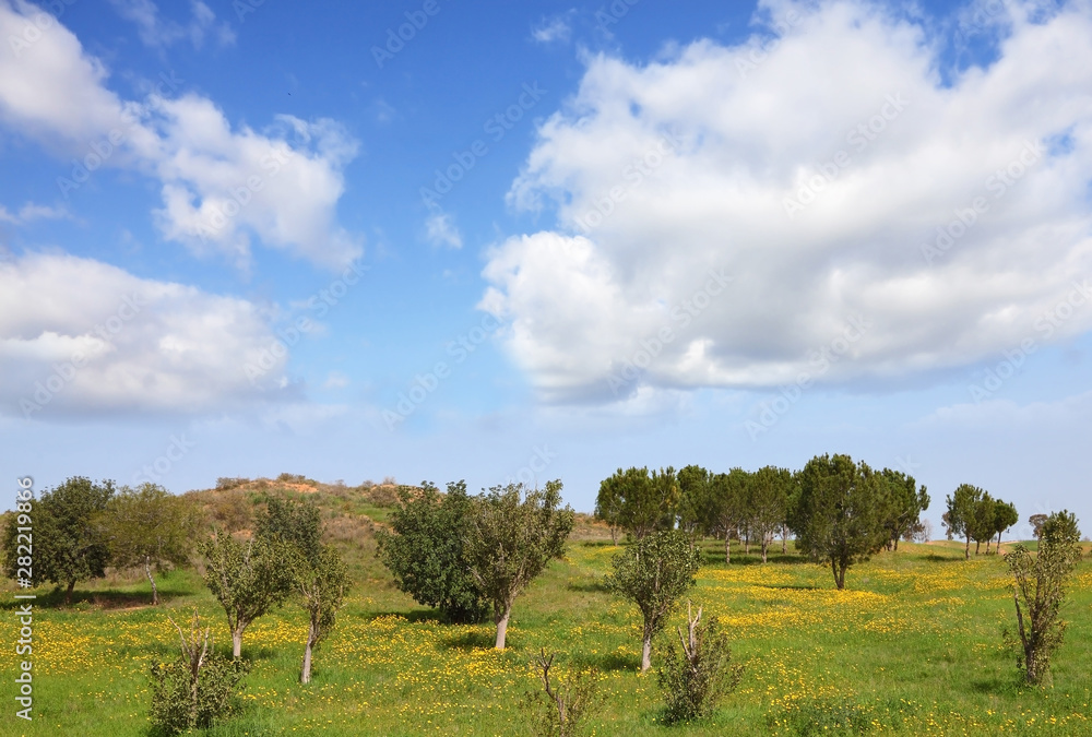 The cloudy sky and blossoming rural fields