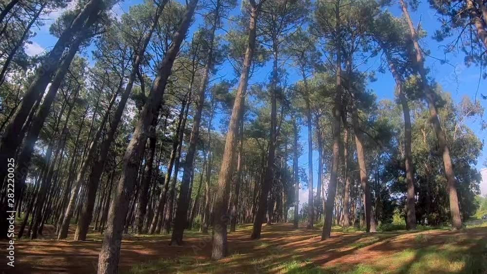 POV WIDE VIEW Hunter running fast through forest evading high tree logs. Harassing concept POV WIDE VIEW Hunter running fast through forest evading high tree logs. Harassing concept