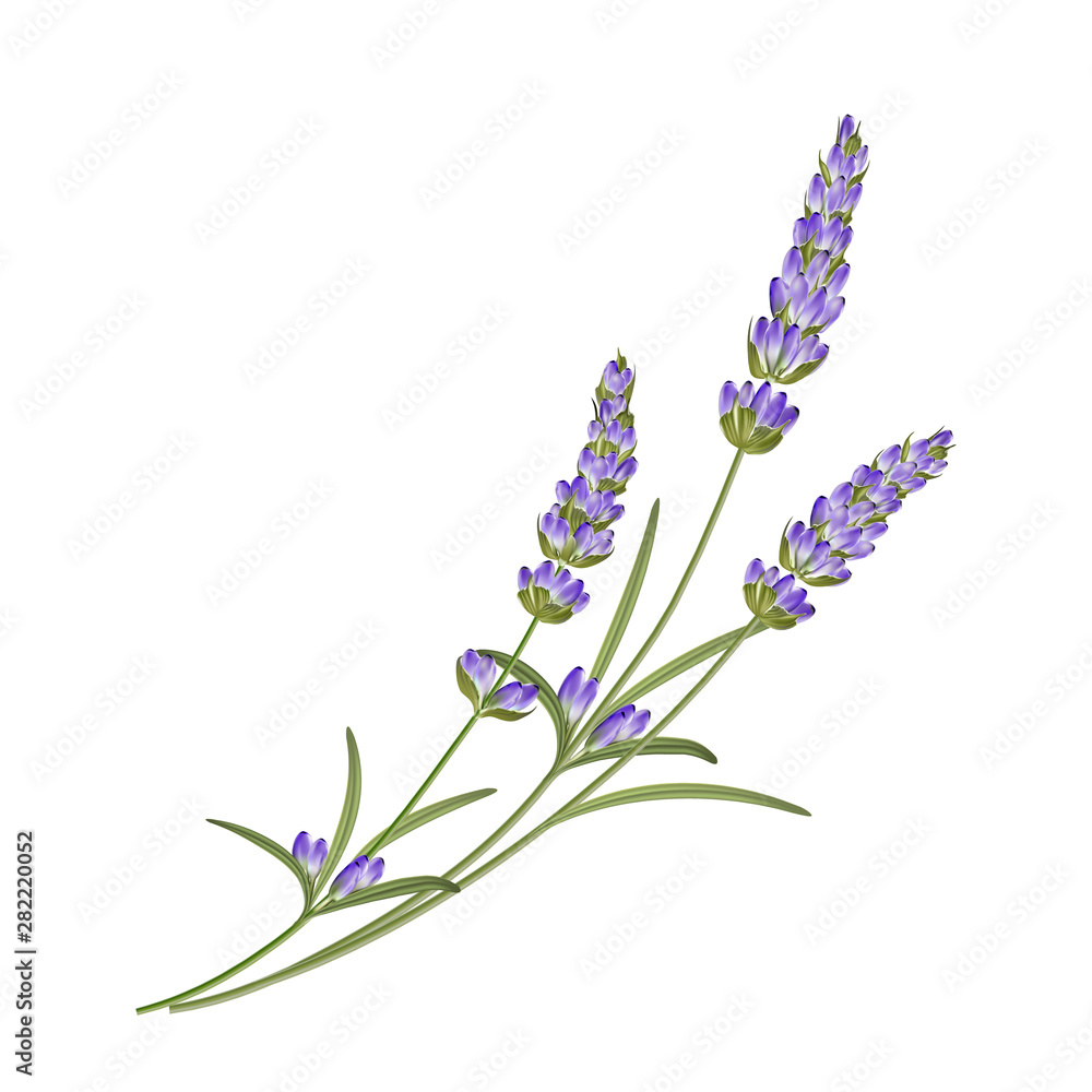 Naklejka premium Bunch of lavender flowers on a white background. Vector illustration.
