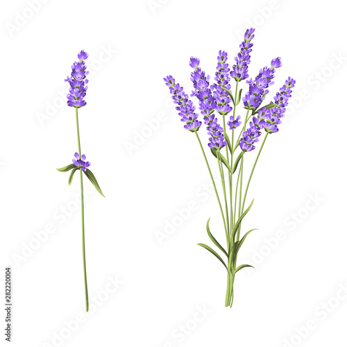 Summer flowers bunch of lavender flowers isolated over white background. Vector illustration.