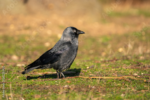 Jackdaw (Corvus monedula), taken in the UK