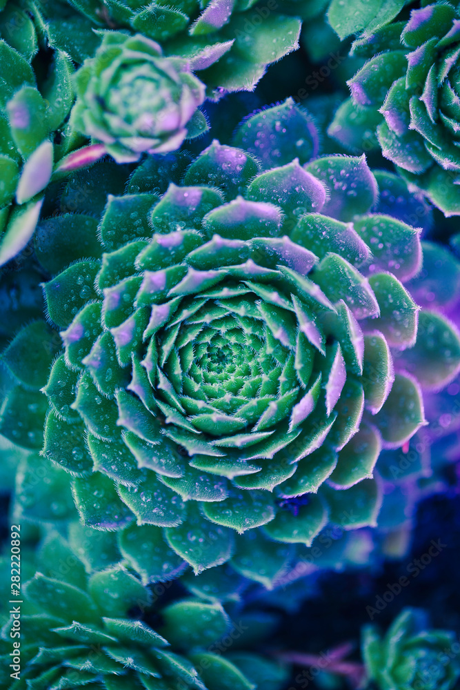 Fototapeta premium Neon Succulent Macro