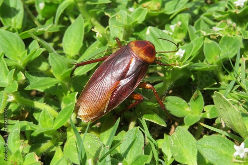 American cockroach photo