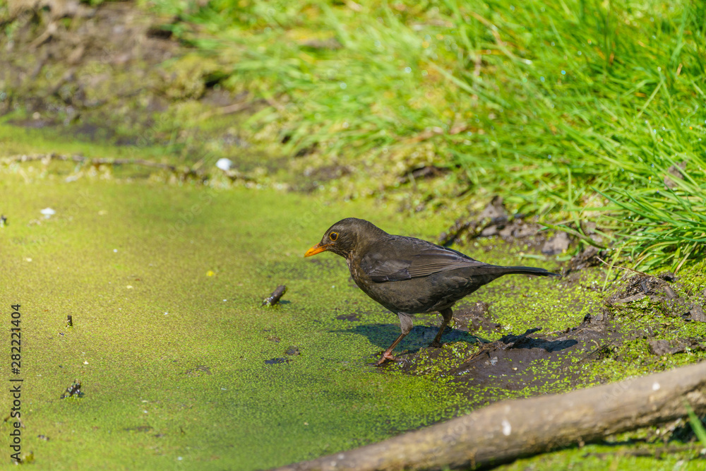 Blackbird (Turdus merula), taken in the UK Blackbird (Turdus merula), taken in the UK