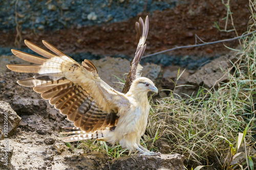 Yellow-headed Caracara (Milvago chimachima) in Costa Rica photo