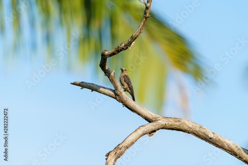 Hoffmann's Woodpecker (Melanerpes hoffmannii), taken in Costa Rica © Chris