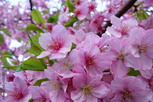 一条戻り橋の河津桜 photo