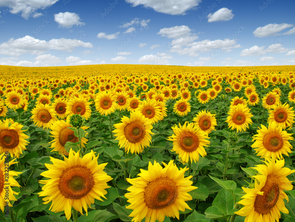 Fototapeta premium Sunflowers field on sky