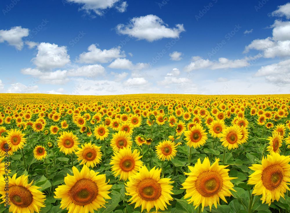 Sunflowers field on sky Sunflowers field on sky