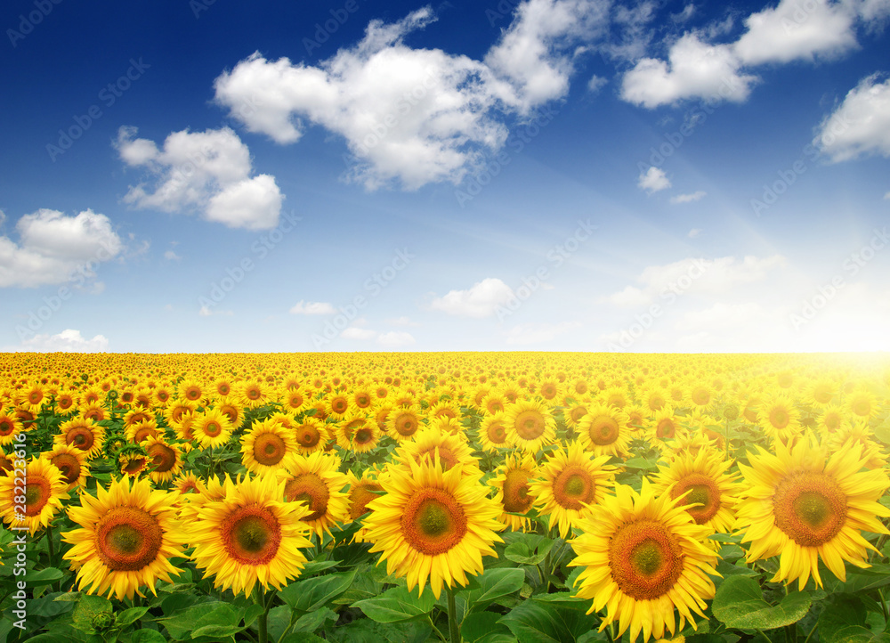 Fototapeta premium field of sunflowers