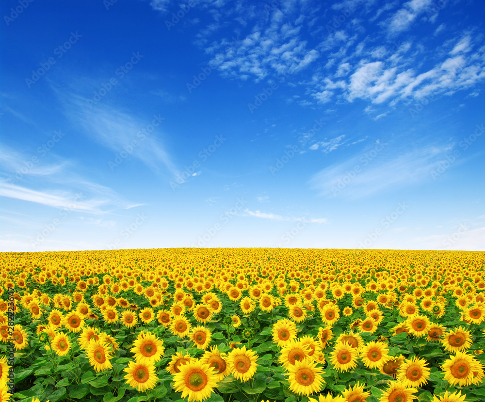 Obraz premium Sunflowers field on sky
