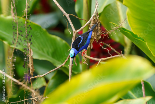 Red-legged Honeycreeper (Cyanerpes cyaneus) in Costa Rica