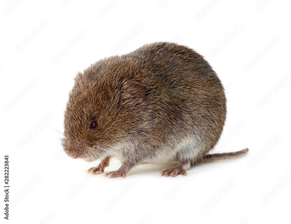 Mouse isolated on white Mouse isolated on white