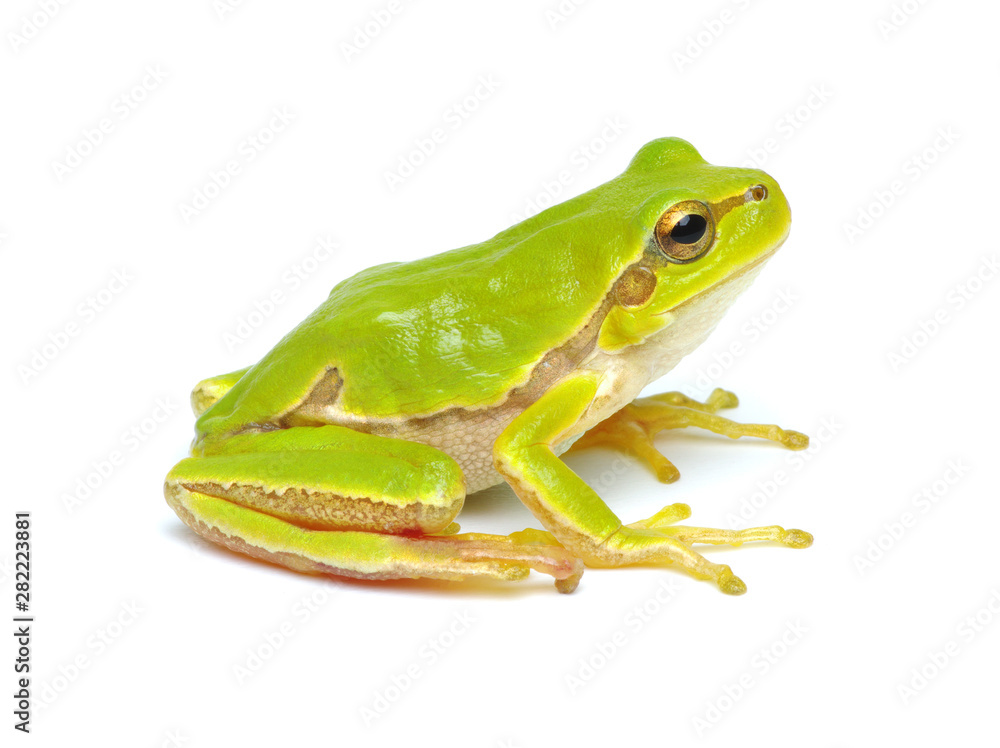 Green tree frog isolated on white Green tree frog isolated on white