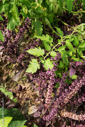 Bushes of blue and violet, flowering basil grow in an environmentally friendly garden