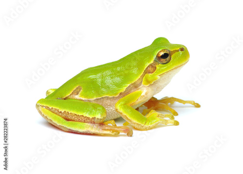 Green tree frog isolated on white