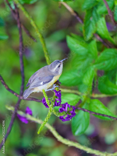 Bananaquit (Coereba flaveola), taken in Costa Rica photo