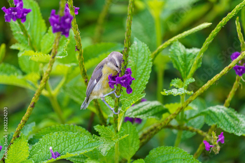 Bananaquit (Coereba flaveola), taken in Costa Rica