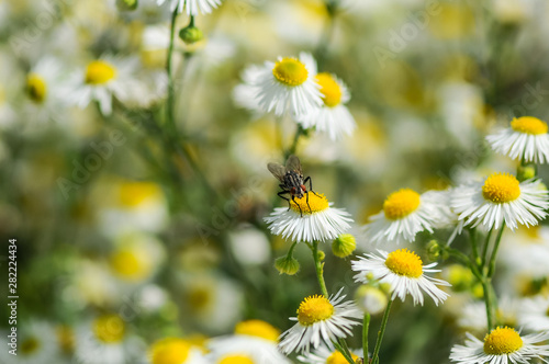 insect fly sits on a field daisy against a background of daisies 