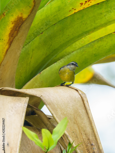 Bananaquit (Coereba flaveola), taken in Costa Rica photo