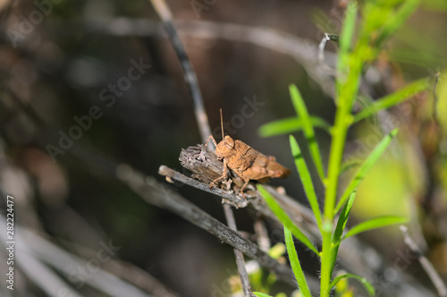 grasshopper sitting on branches macro photo  © polakravis