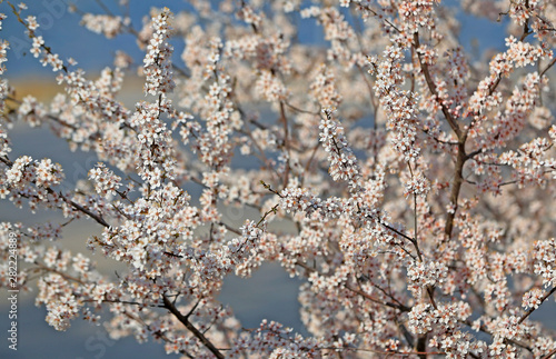 Blooming peach blossoms in an outdoor park