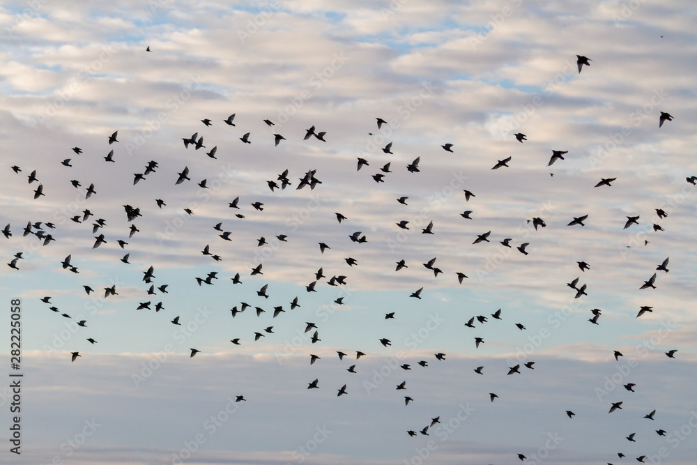 Fototapeta premium flock of starlings flies in the autumn sky