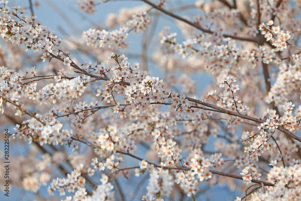 Blooming peach blossoms in an outdoor park Blooming peach blossoms in an outdoor park