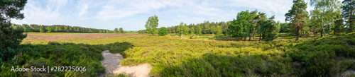 L  neburger Heide im Fr  hsommer mit einigen B  umen Panorama
