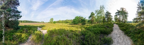 L  neburger Heide im Fr  hsommer mit einigen B  umen Panorama