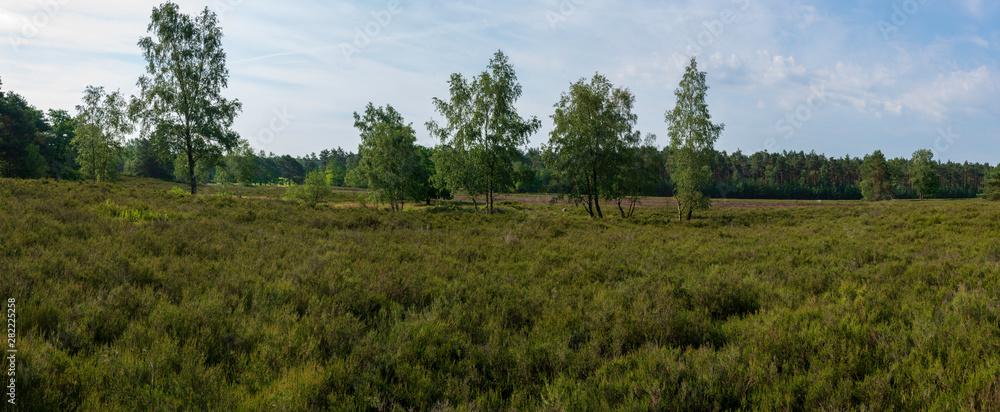 Lüneburger Heide im Frühsommer mit einigen Bäumen Panorama