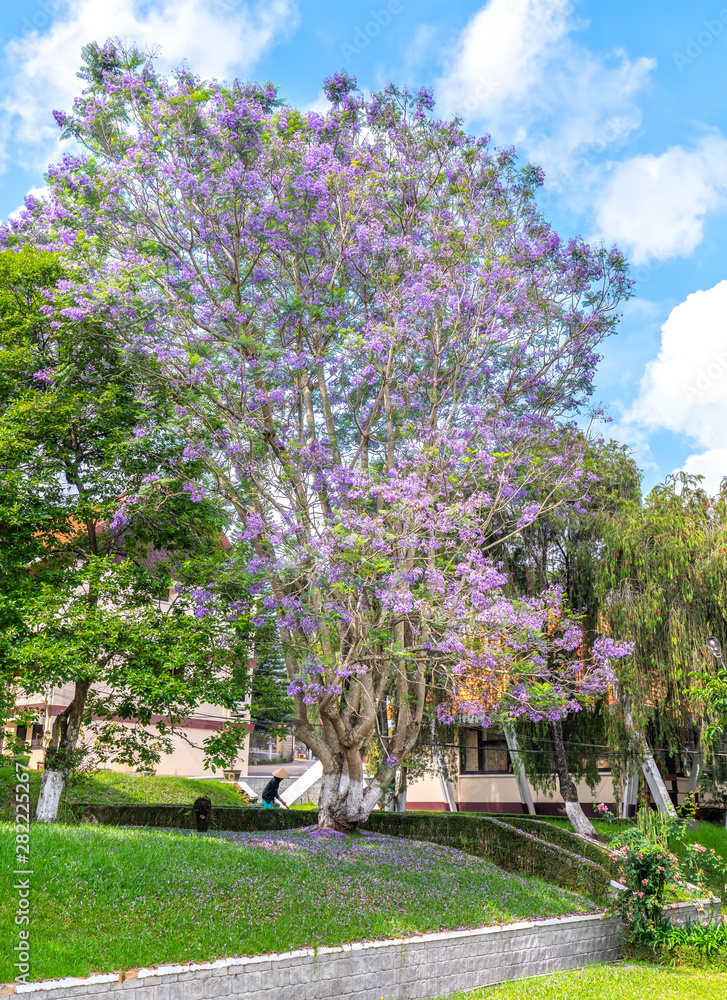 Jacaranda tree blooming season in the garden at the house in Dalat, Vietnam Jacaranda tree blooming season in the garden at the house in Dalat, Vietnam