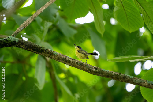 Common Tody Flycatcher (Todirostrum cinereum) in Costa Rica photo