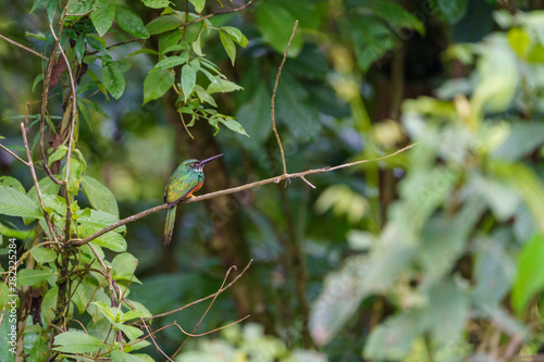 Rufous-tailed Jacamar (Galbula ruficauda) in Costa Rica photo