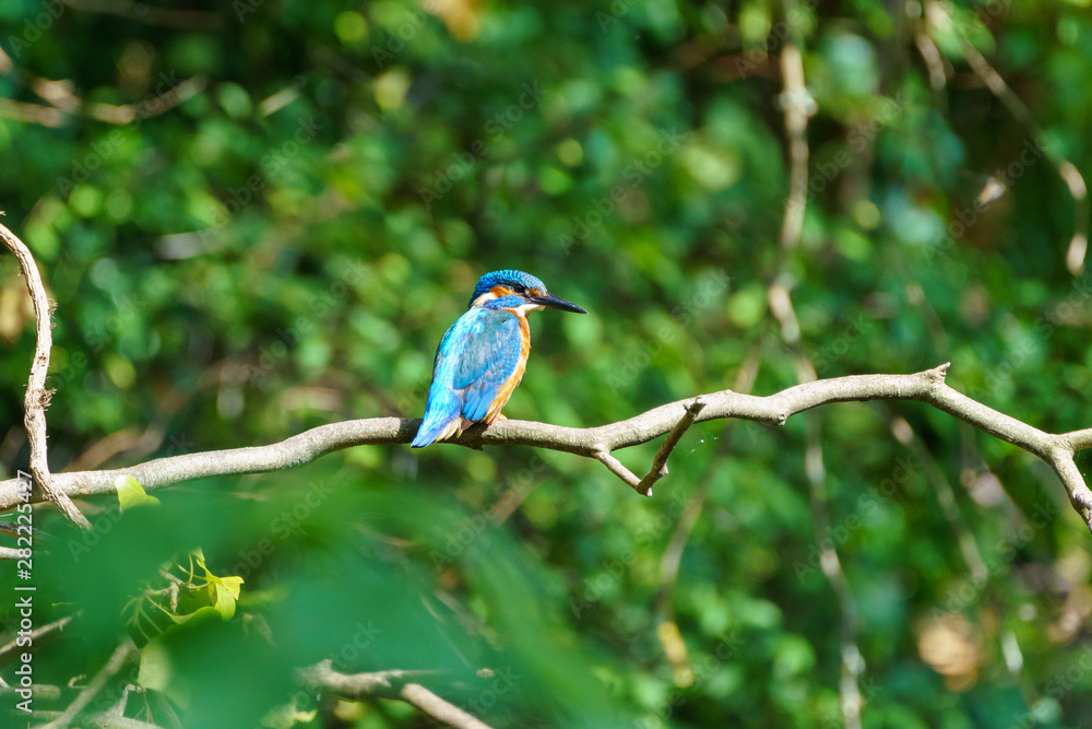 Common Kingfisher (Alcedo atthis), taken in the UK