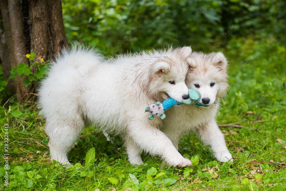 Two Funny fluffy white Samoyed puppies dogs are playing on the green grass Two Funny fluffy white Samoyed puppies dogs are playing on the green grass