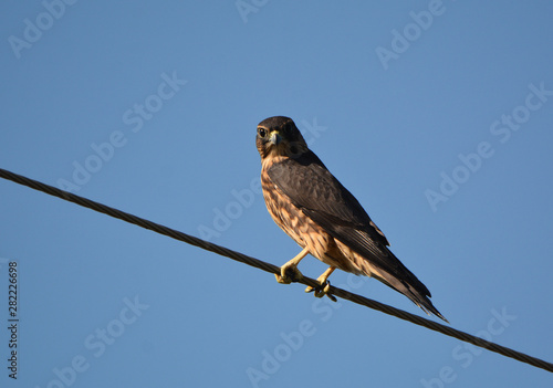 Black Merlin Falcon