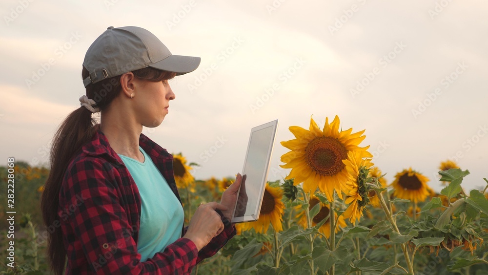 business woman analyzes profits in field. farmer woman working with a tablet in a sunflower field in the sunset light. Agronomist studies harvest of sunflower. The concept of farming and agriculture.