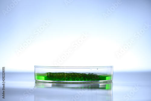 algae research in laborator...