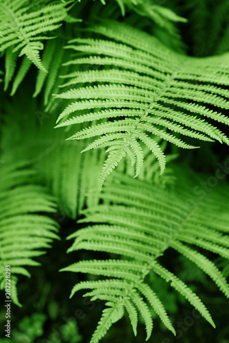 Bright green leaves fern background in forest summer. Natural and organic theme