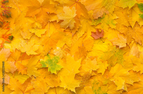 Bilde på lerret Autumn background with fallen yellow maple leaves on ground