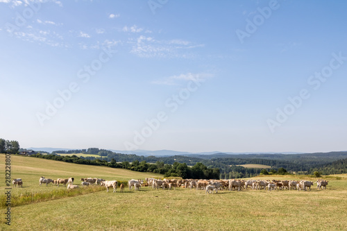 Summer landscape with herd of cows on summer pasture © Jaroslav Machacek