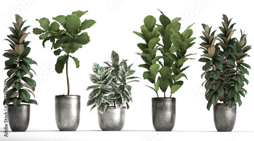 Ornamental plants in pots ficus 
