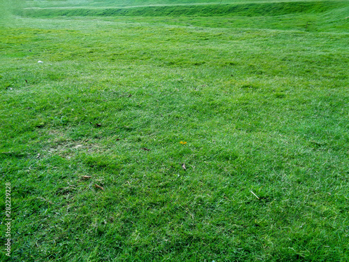 Nature green grass background