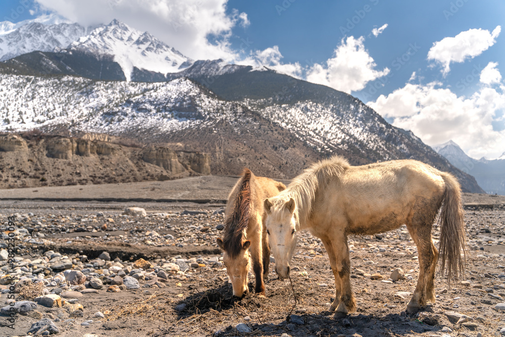Naklejka premium The nepali horses on Annapurna trail track