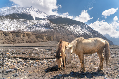 The nepali horses on Annapurna trail track